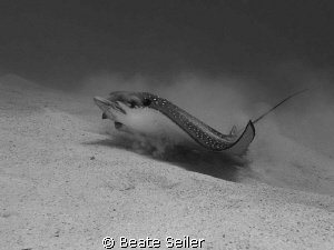Spotted Eagle Ray in Black and White, taken with Canon G10 by Beate Seiler 